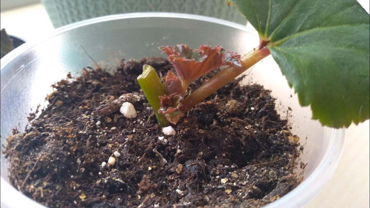 Размножение Бегонии листом.