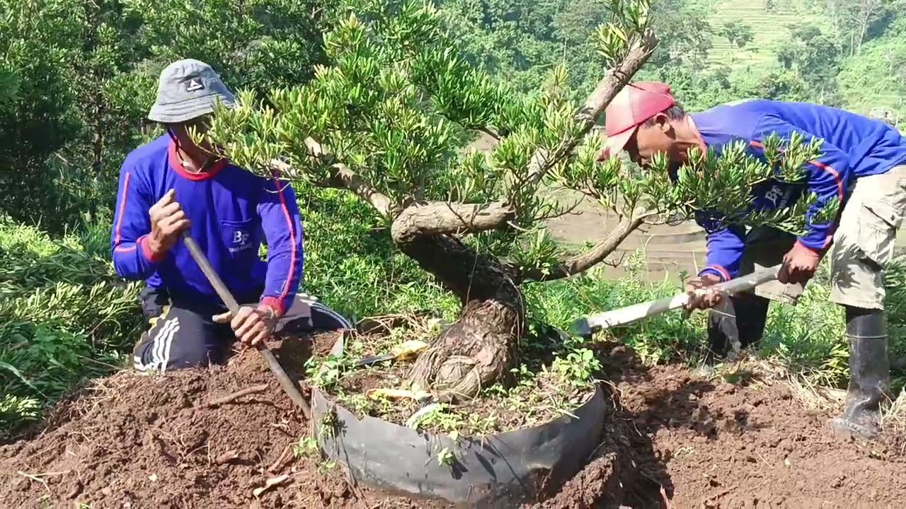 bonsai lohansung