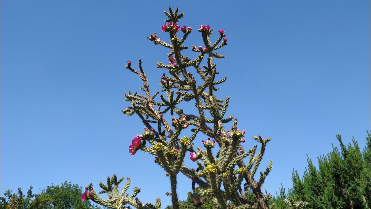 Huge Outdoors Cholla Cactus (Opuntia cf imbricata) in Germany