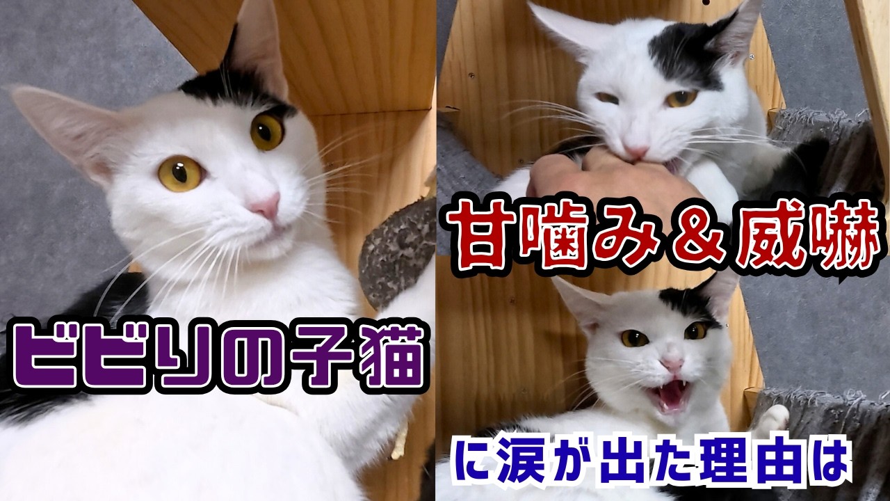 元野良猫の引きこもり子猫が「初めての甘噛み」…その理由に涙が止まりません。（保護猫カフェ猫の惑星にゃーくる）京橋駅The former stray kitten is quite timid