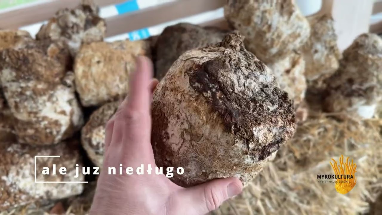 słoma w moim ogrodzie ? a cóż ona tam robi #mushroom