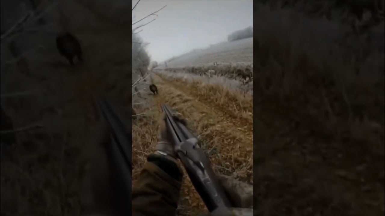 Charge d'un gros sanglier !! Big boar attack !🐗 #hunting #chasse #wildboar