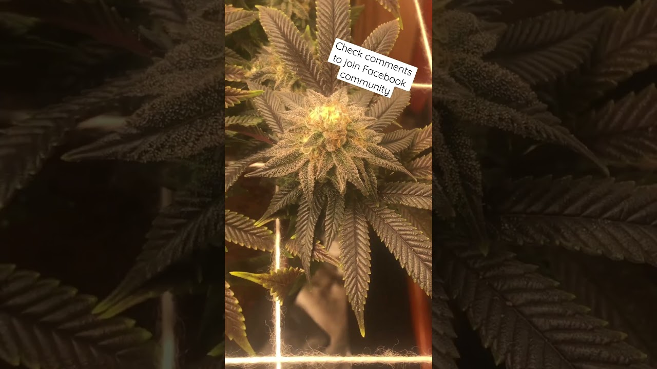 Watermelon Zkittlez Barney&rsquo;s farm week 6 of flower