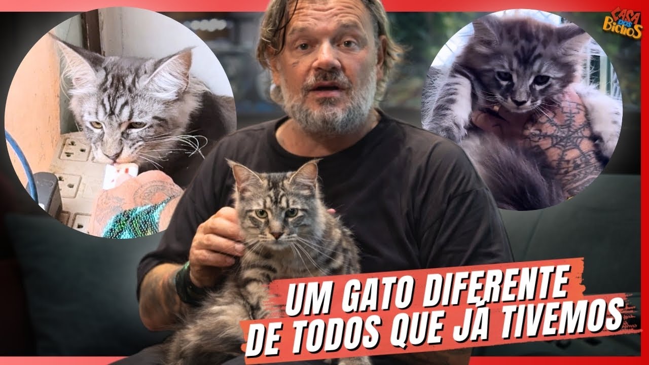 OLHA O TAMANHO DESSE GATO COM APENAS MESES! | A CASA DOS BICHOS
