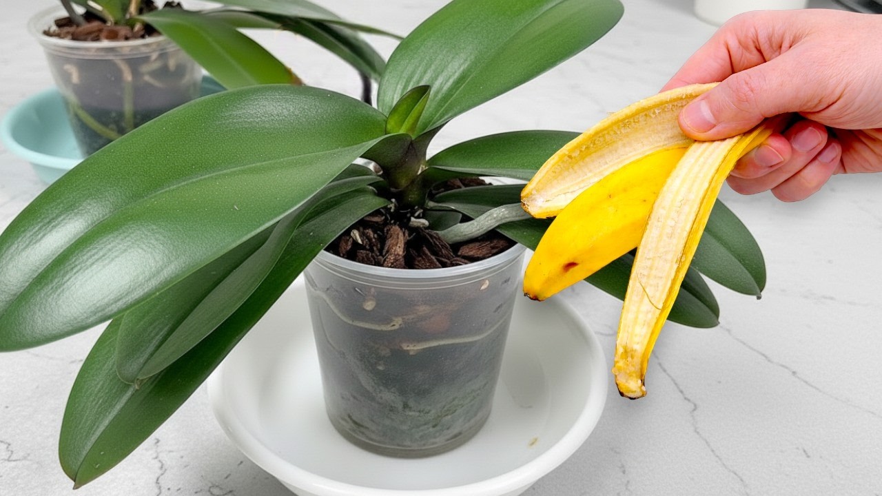 All you need is one banana! And orchids bloom like crazy all year round!