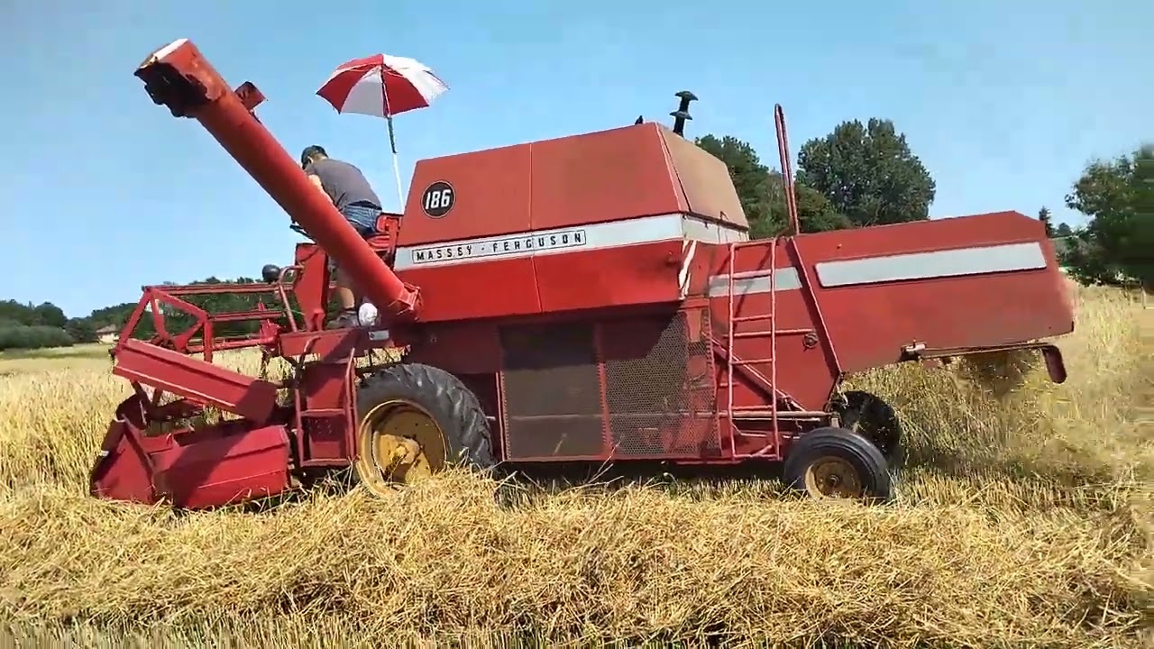 Żniwa 2022 na gospodarstwie MF 186 ogień na tłoki 🔥🔥🔥