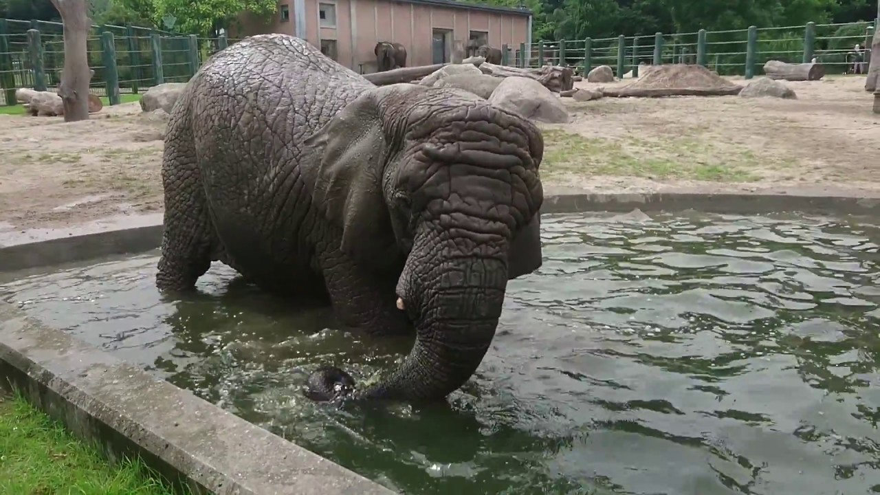 Aalborg Zoo - Elefanter i vandkamp