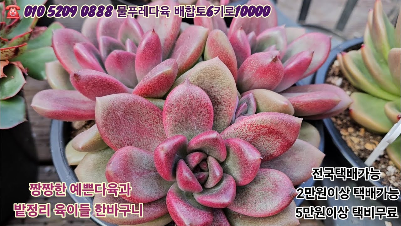 1/4(카드결제가능)밭정리 특템찬스