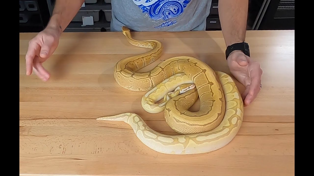 SNEAK PEEK #5 into the Ball Python breeding season 2020/2021! ULTRAMEL Combos incoming!