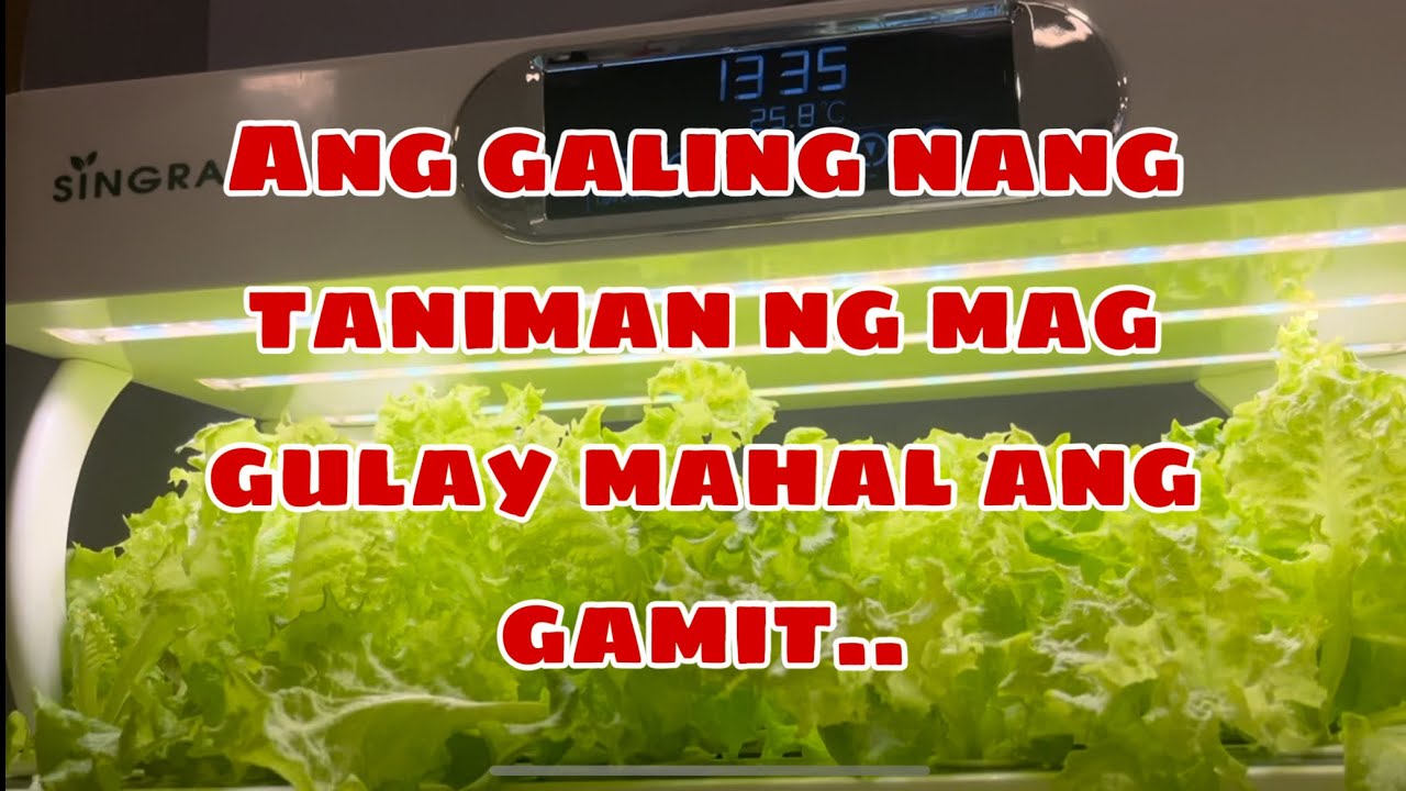 ANG GALING NAG TANIMAN NILA DITO NG MGA GULAY MAHAL ANG GAMIT| CHELLAX OFFICIAL