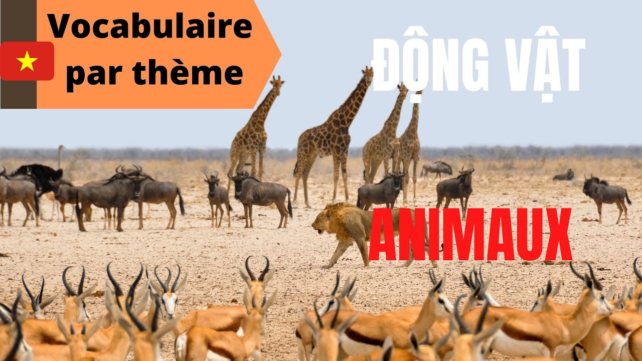 LES ANIMAUX : Expression & Vocabulaire #09 | Aller Ô Vietnam
