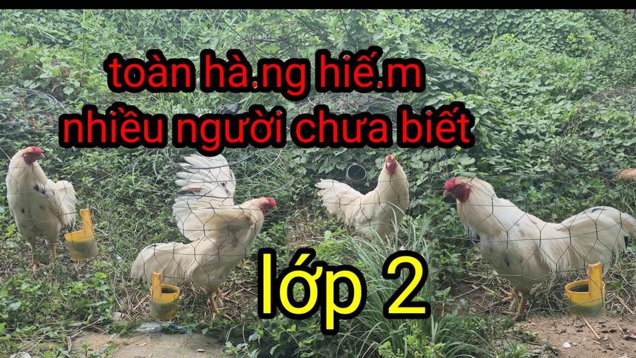 Thử thách tìm G.à đẹp -lì đòn ít người biết đến trên đường đi làm -Minh Nhật vlogs
