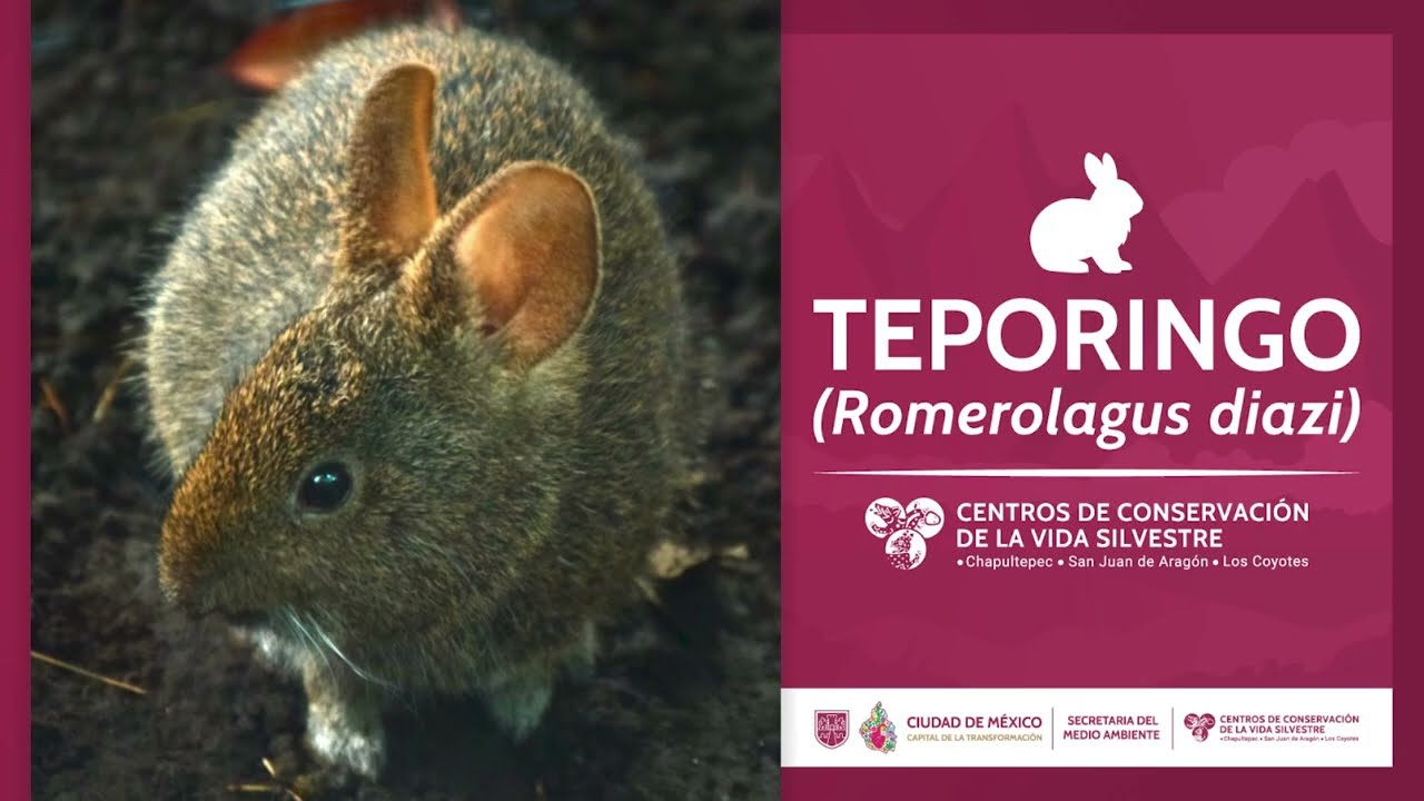 Teporingo