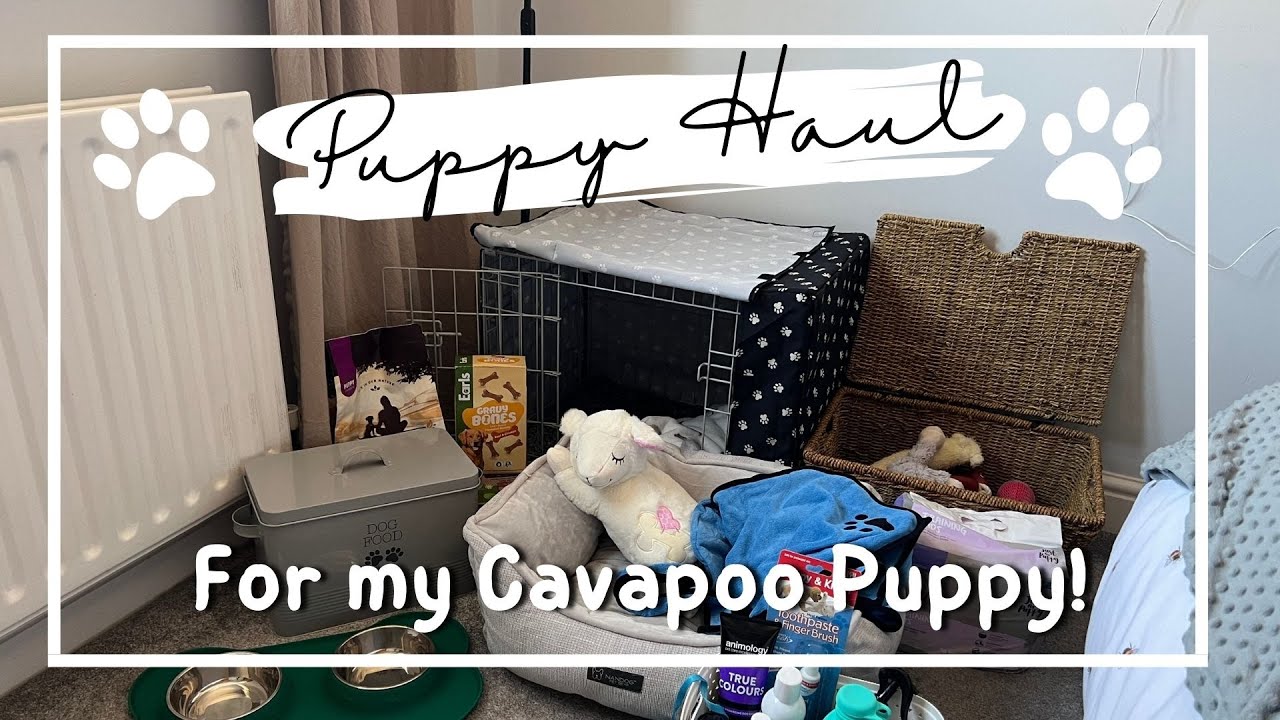 EVERYTHING I GOT FOR MY NEW PUPPY | Cavapoo Puppy Haul | Life with Chloe