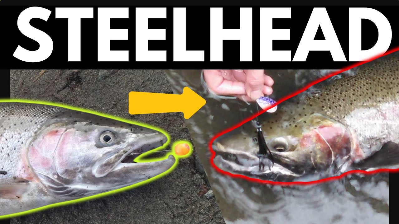 Hatchery vs Wild Steelhead: The February Showdown
