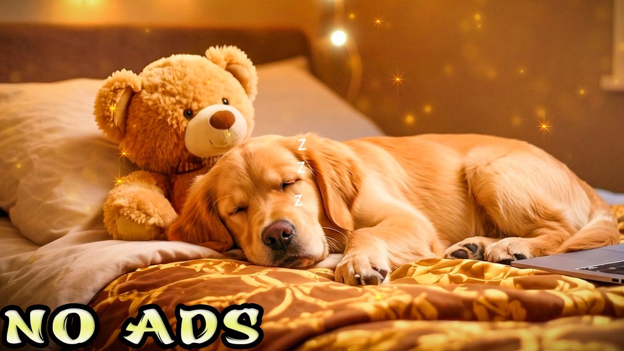 12 часов успокаивающей музыки для собак 🐶 Музыка для снятия тревоги при разлуке | Глубокий сон и сп