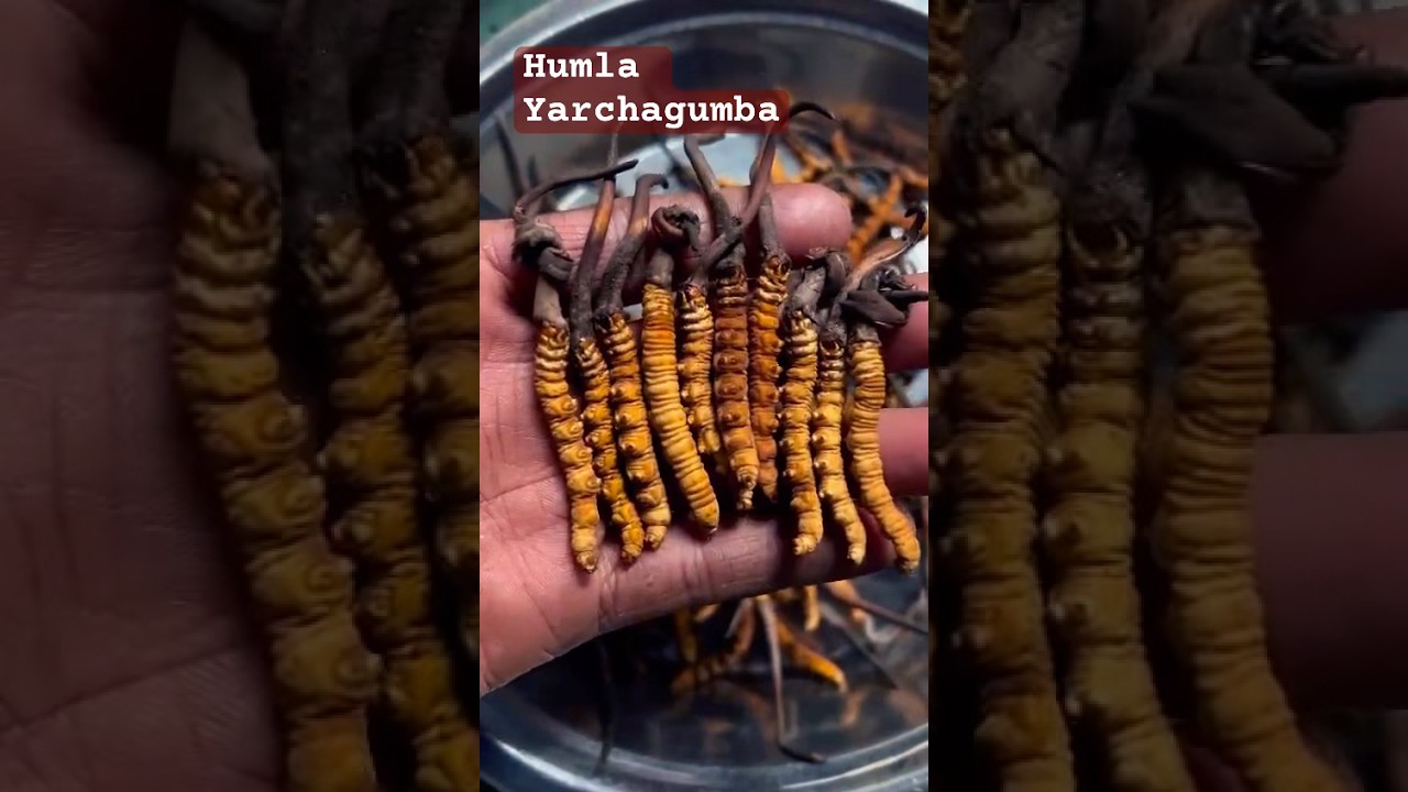 Yarcha- Yarchagumba #yarcha #foryou #shortvideo #shorts #wildlife #youtube