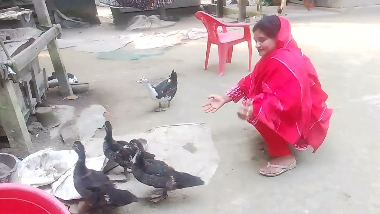 চীন হাস 