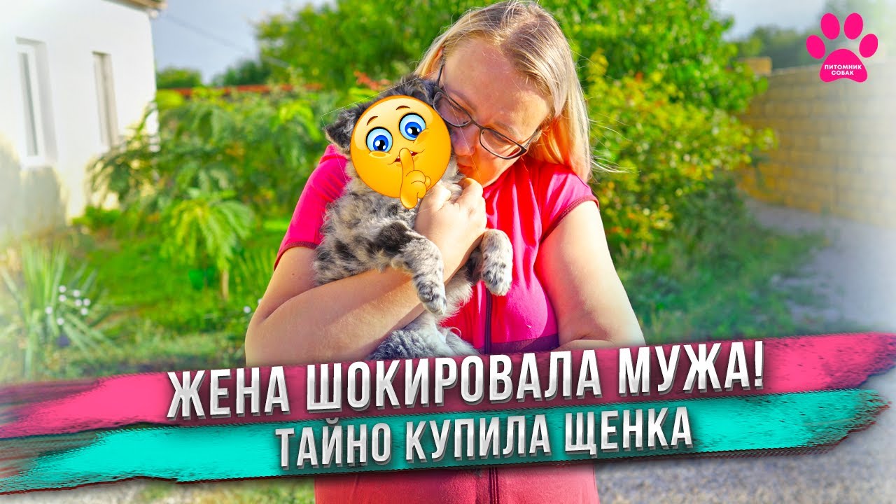 Купила щенка редкой породы! Не сказала мужу. Не догадаетесь какой породы щенок! Муж ошеломлен!