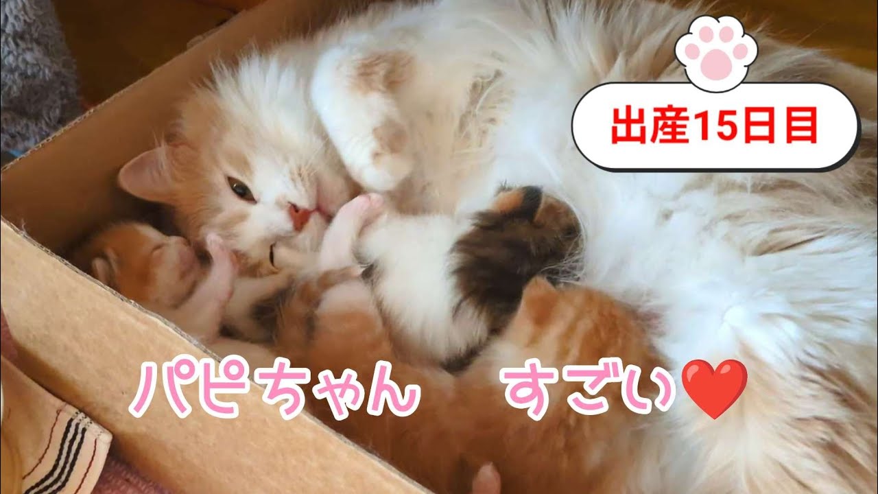 [生後15日目]母猫はすごいですね❤️