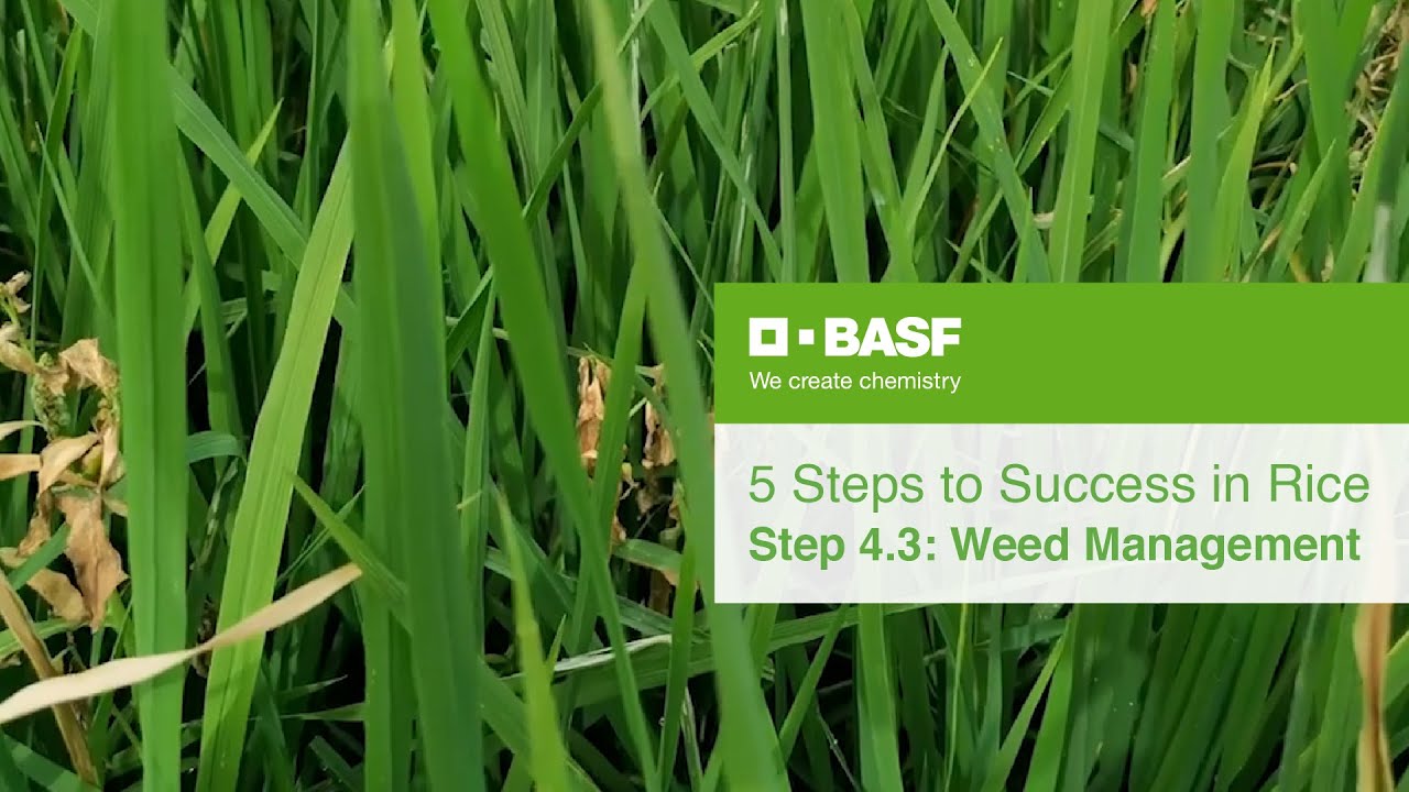 STEP 4.3 sa Matagumpay na Pagpapalay | Weed Management