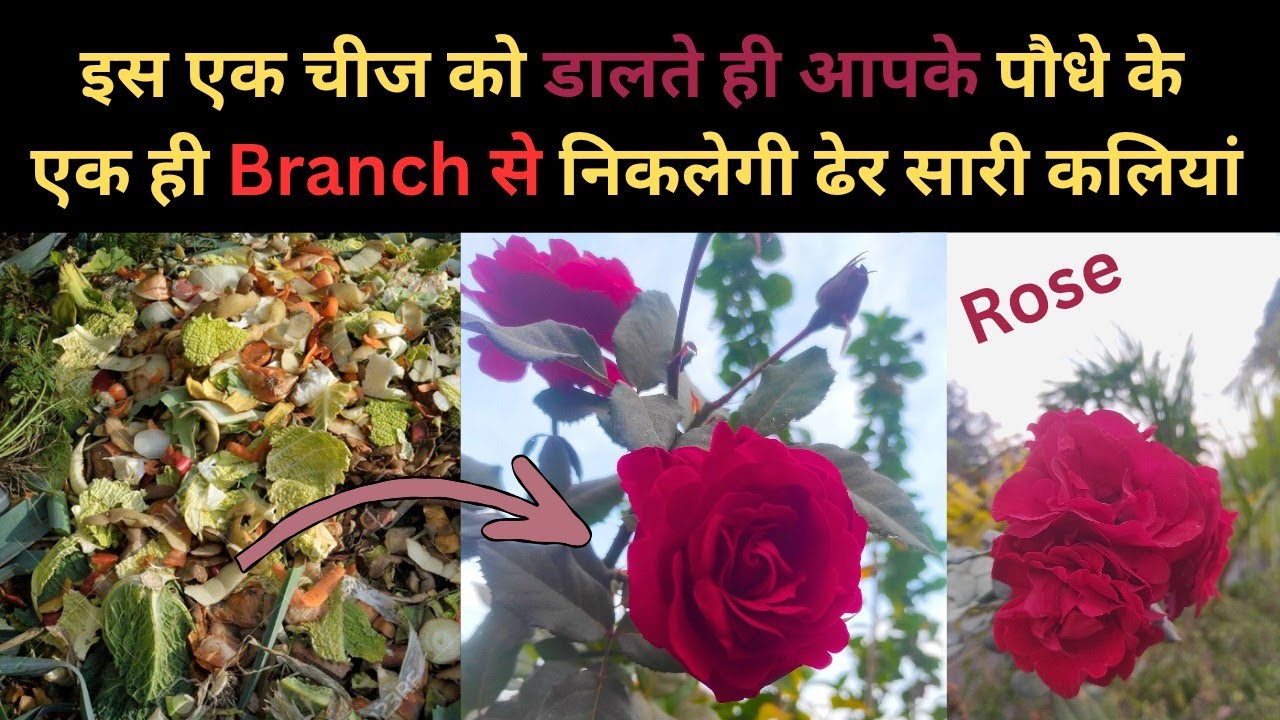 Best organic fertilizer for Rose!! Gulab k liy best khad!! 