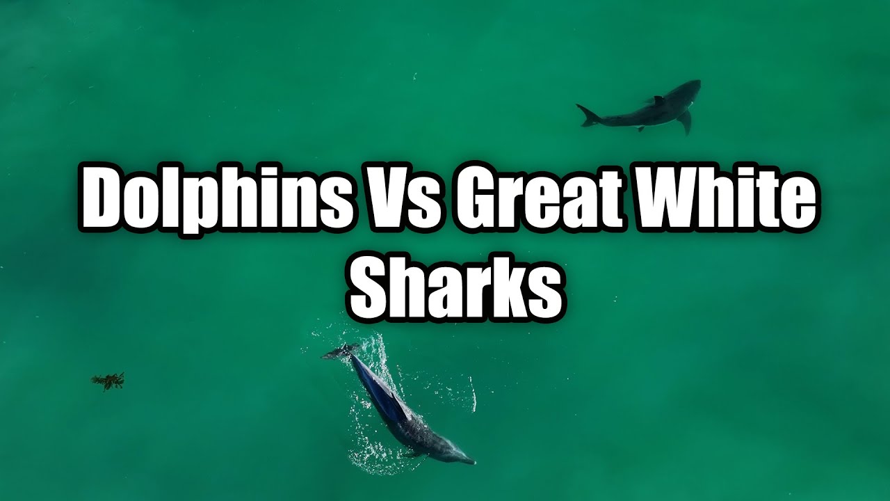 Dolphins Scare vs Great White Shark: Are Great Whites Scared of Dolphins?