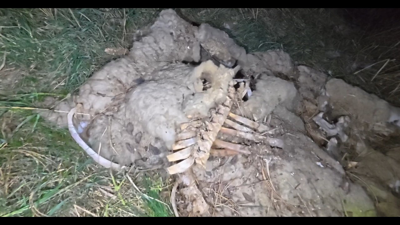 Sklípek u dravých zombie oveček