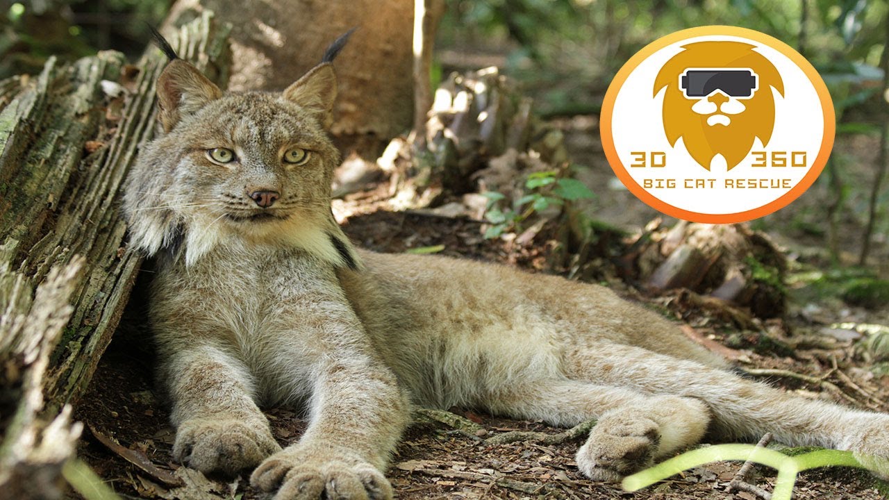 RELAX WITH OUR BIG CAT RESIDENTS!  3D 180VR
