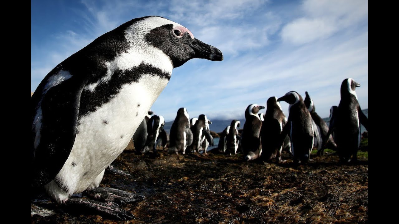 The Race to Save the African Penguin | How SANCCOB is Fighting Back
