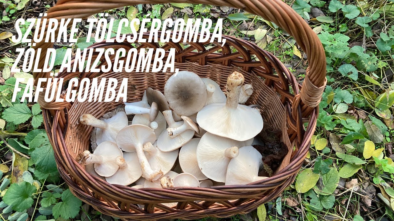 ŐSZI GOMBÁK - SZÜRKE TÖLCSÉRGOMBA, ZÖLD ÁNIZSGOMBA, FAFÜLGOMBA
