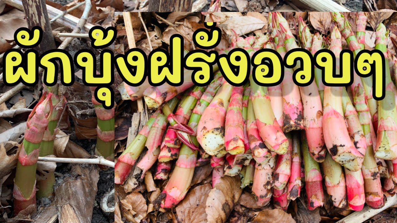 เก็บผักบุ้งฝรั่ง เดนมาร์ก ครั้งแรกหักฟินๆ อ่อนๆอวบๆep1