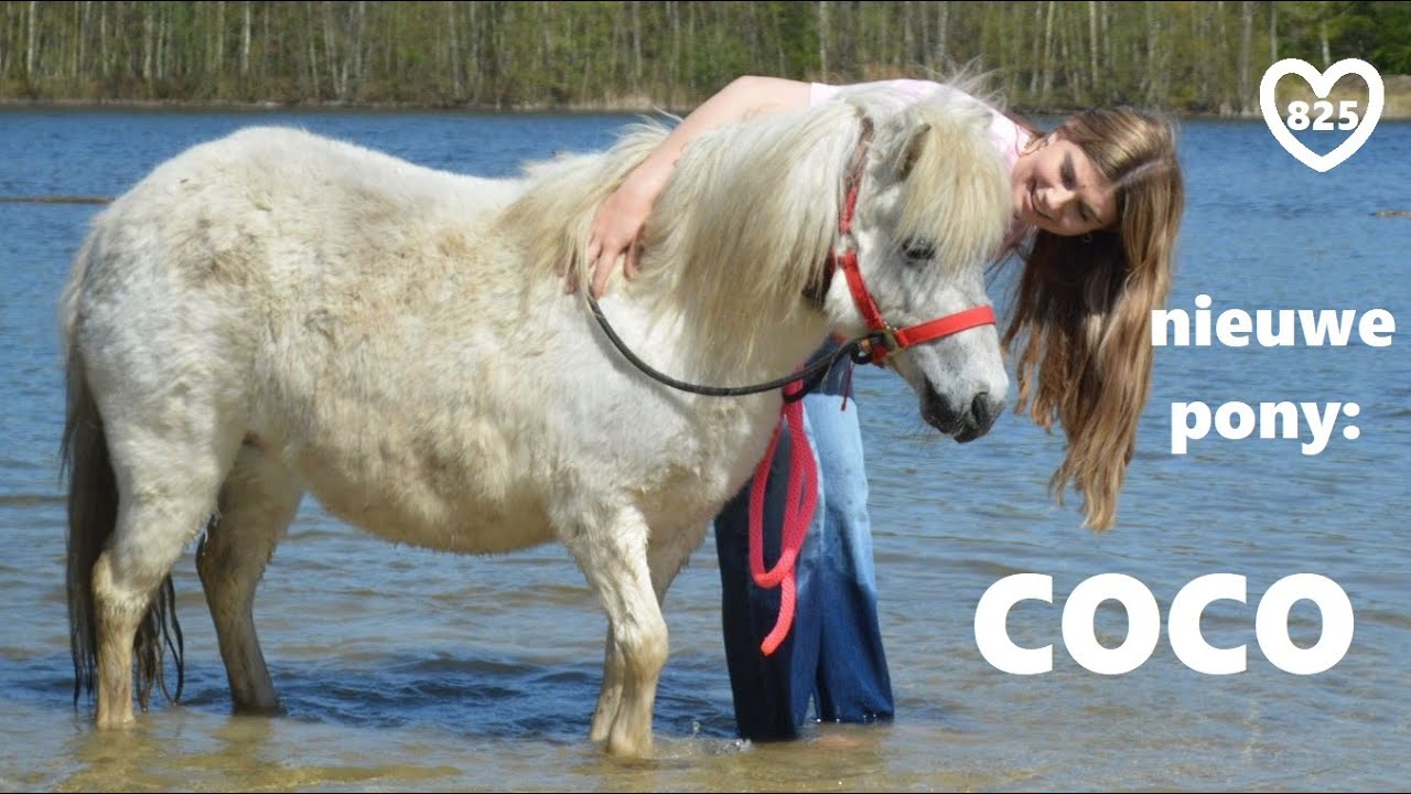Coco # 825 - nieuw ♥ Ponyparkcity - witte Shetland pony !!