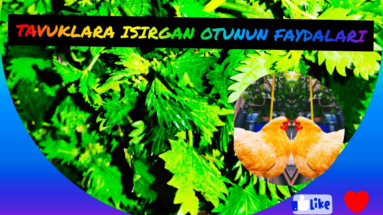 TAVUKLARA ISIRGAN OTUNUN FAYDALARI-ISIRGAN OTUNUN FAYDALARI VE ZARARLARI NELERDİR