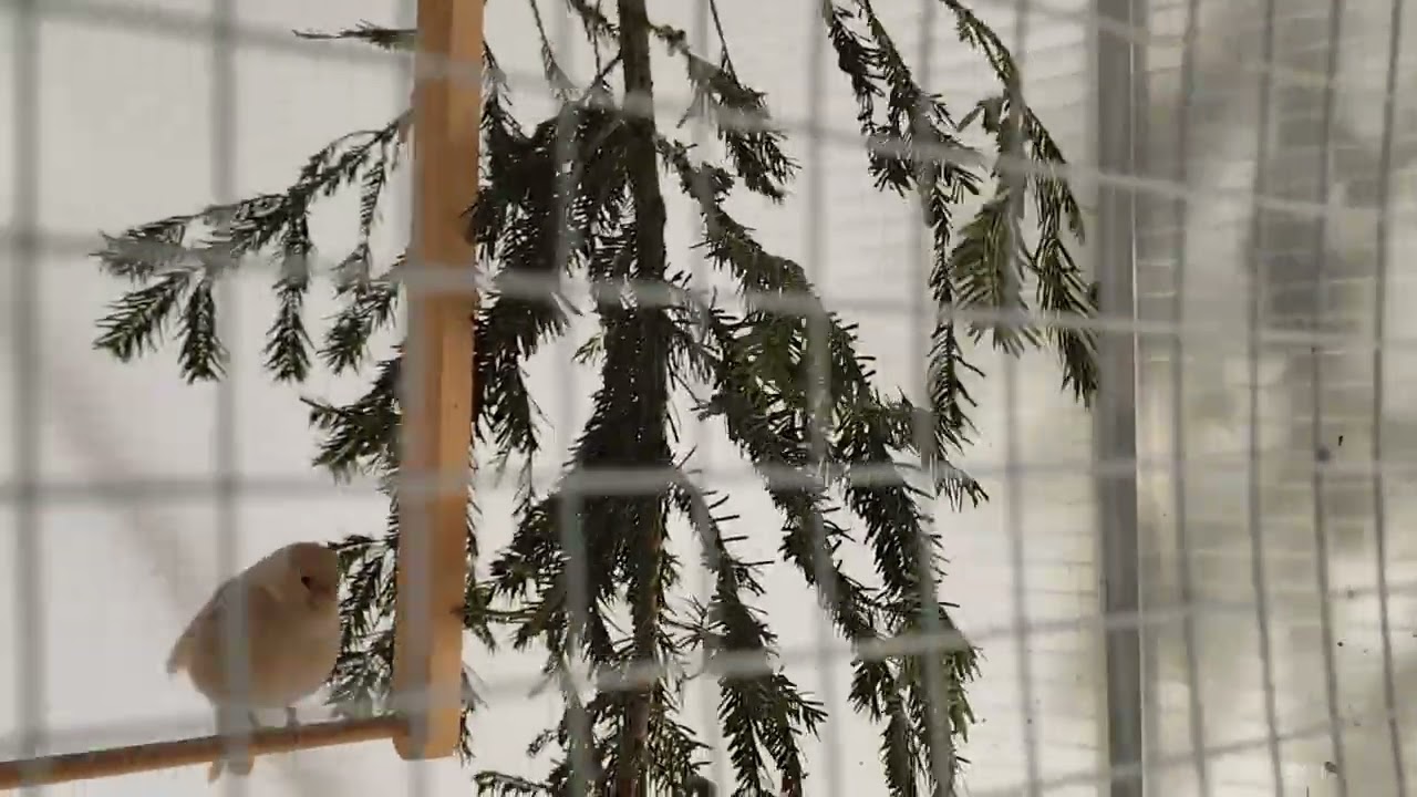 Epoka lodowcowa zawitała na dobre 🫣 🥶 jak ptaki znoszą mróz 🐦🌨️ Zapraszam na film 👍👏🤝