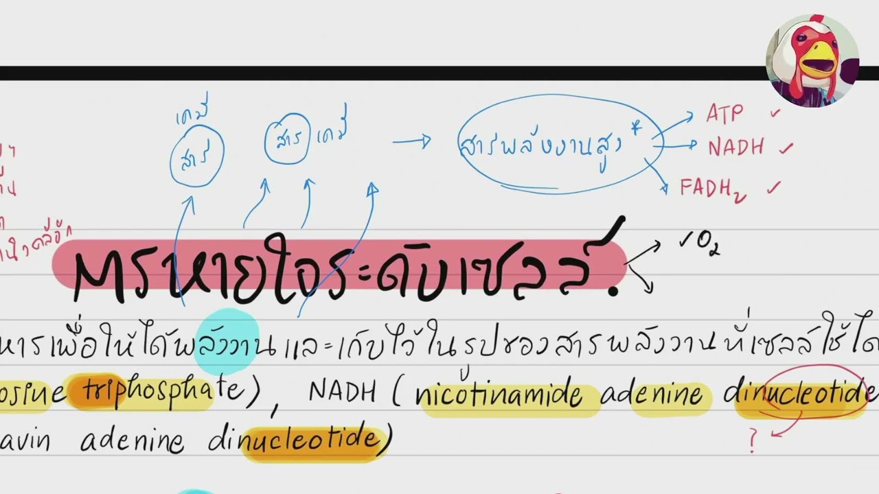 [DAY9] - 90 วันเก็บเนื้อหาชีววิทยา / การหายใจระดับเซลล์ (cellular respiration)