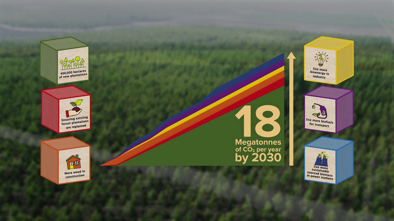 WA's plantation forests