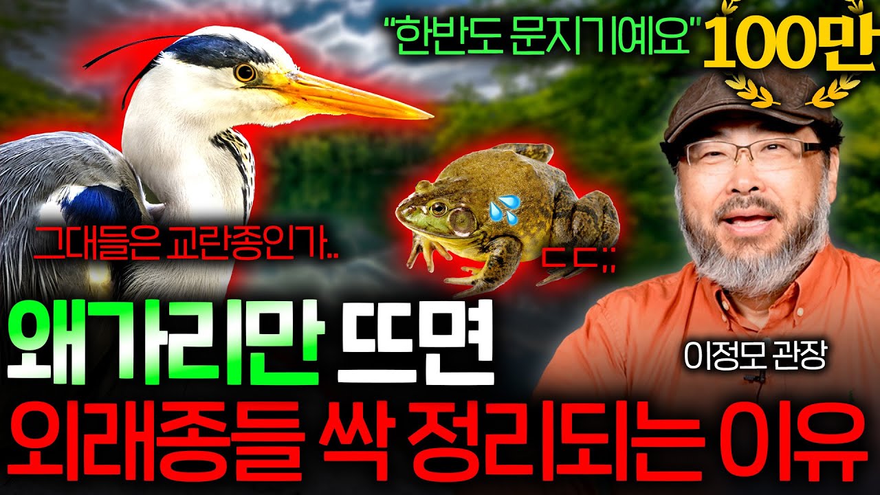 왜가리가 하천의 최고 포식자가 된 이유 (황소개구리 먹방..ㄷㄷ) | 과학정모 EP.45
