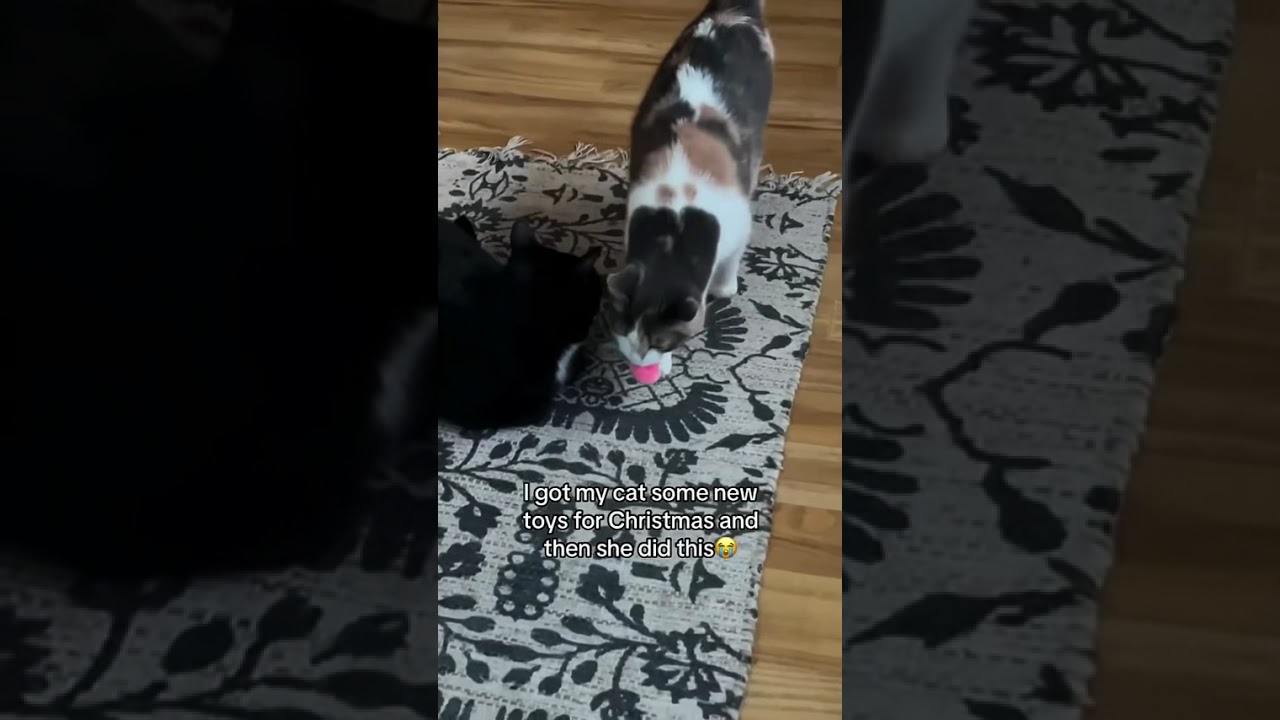 funny cute animal clips 20250602-3 #cat #kitten #dog #animal #animals #funny #cute #clips #video