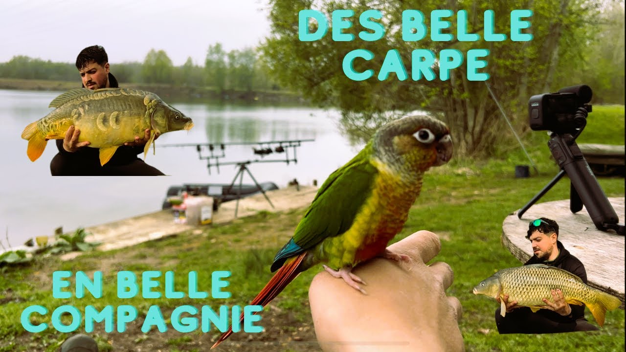 Pèche a la carpe avec mon Oiseaux ! Immersion Film 4k