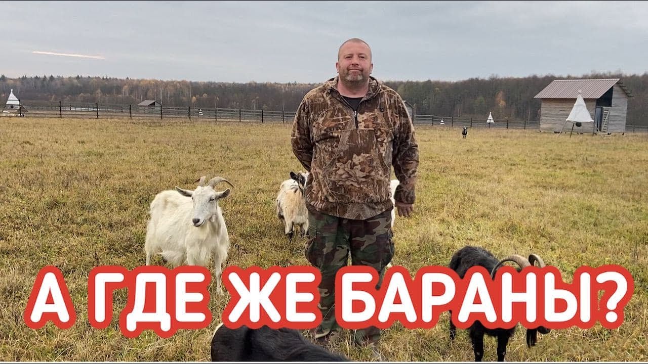 Козы или бараны? Каких животных разводить на даче?