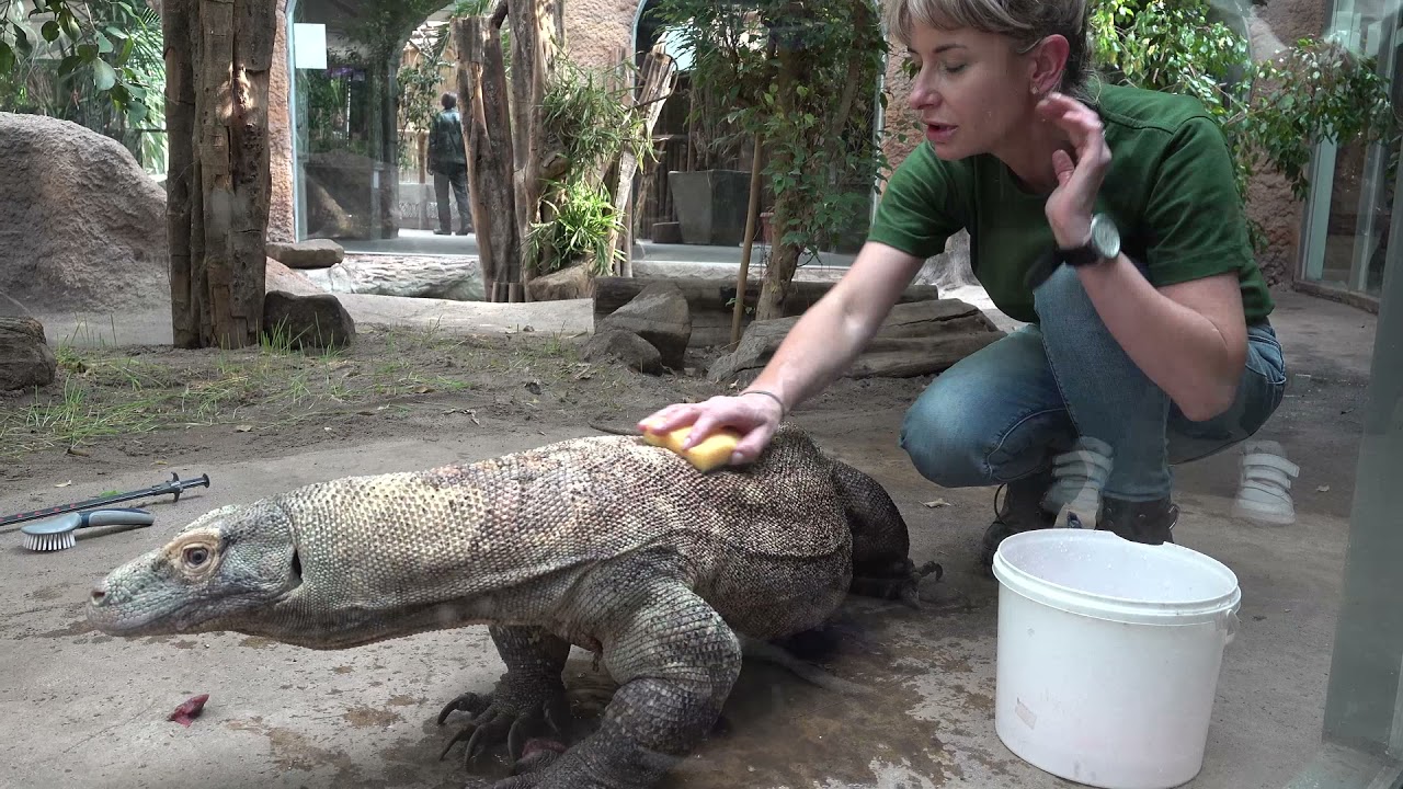 Trening medyczny warana z Komodo