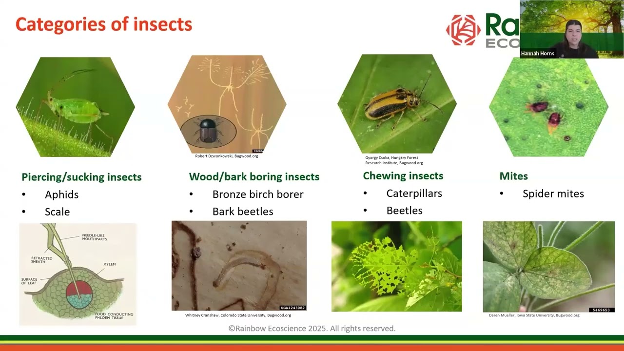 Pacific Northwest: What’s Bugging My Trees? Common pests and how to manage them