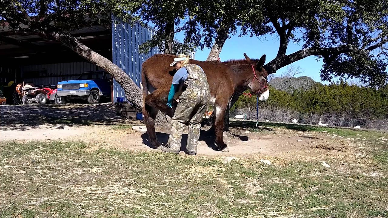 Emma the Mammoth Donkey - Handling Feet