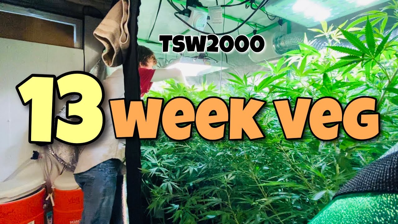 Cannabis Grow Under The TSW200 By Mars Hydro - Weeks 1-13 Of Veg Ep. 2