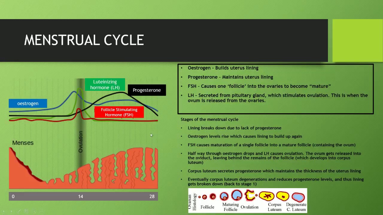 IGCSE BIOLOGY REVISION [Syllabus 16] - Menstrual Cycle