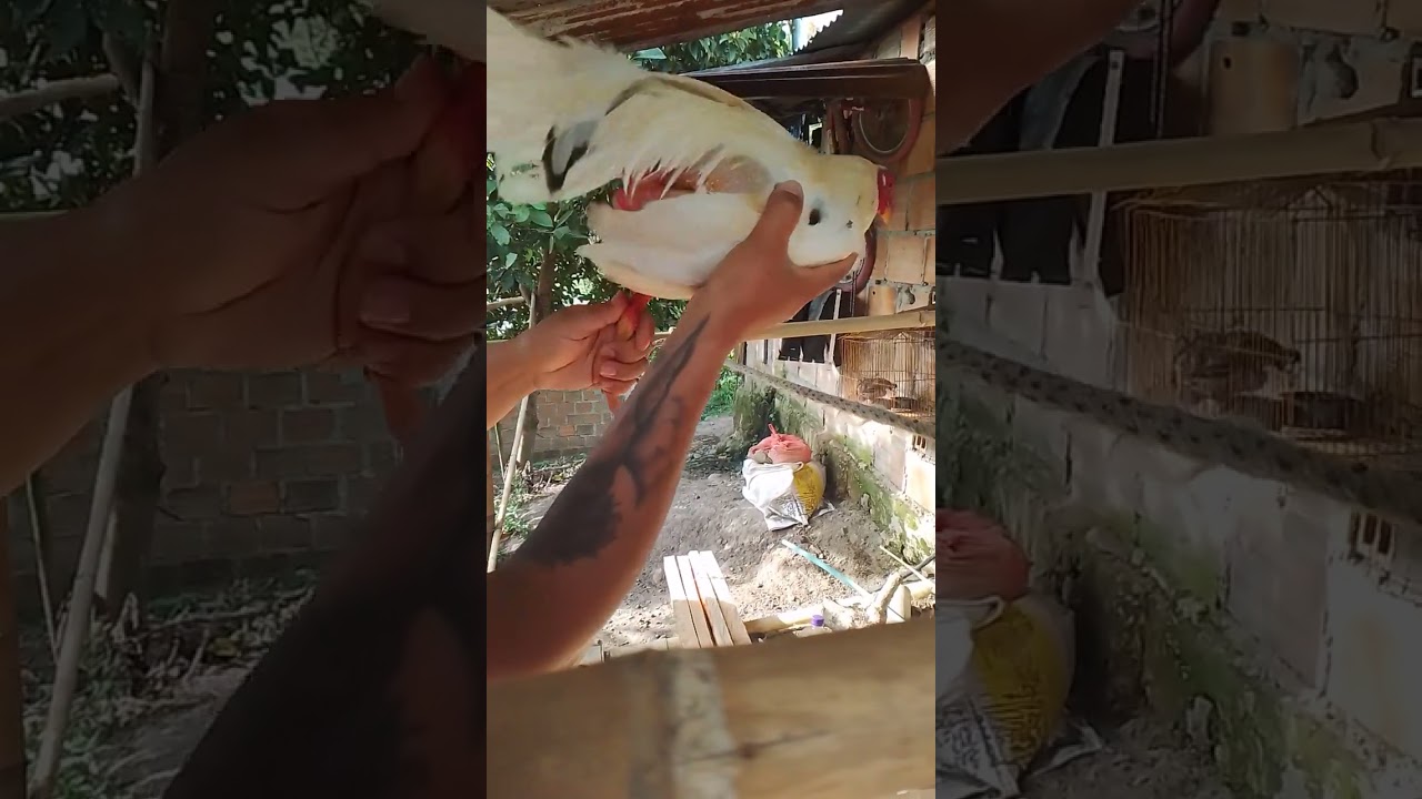 Enseñanza como utilizar la cuerda en. nuestras aves de convate.criadero chuki los mejores