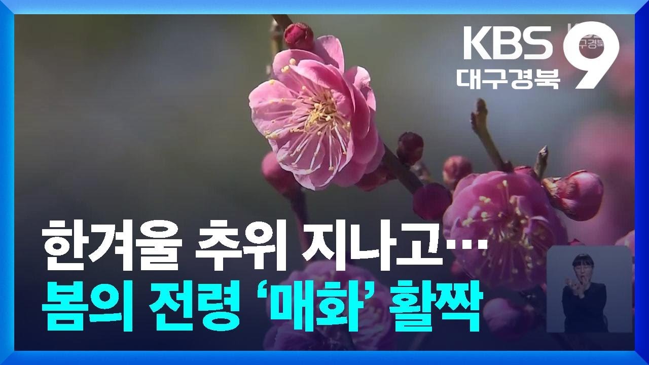 한겨울 추위 지나고…봄의 전령 ‘매화’ 활짝 / KBS  2026.03.07.