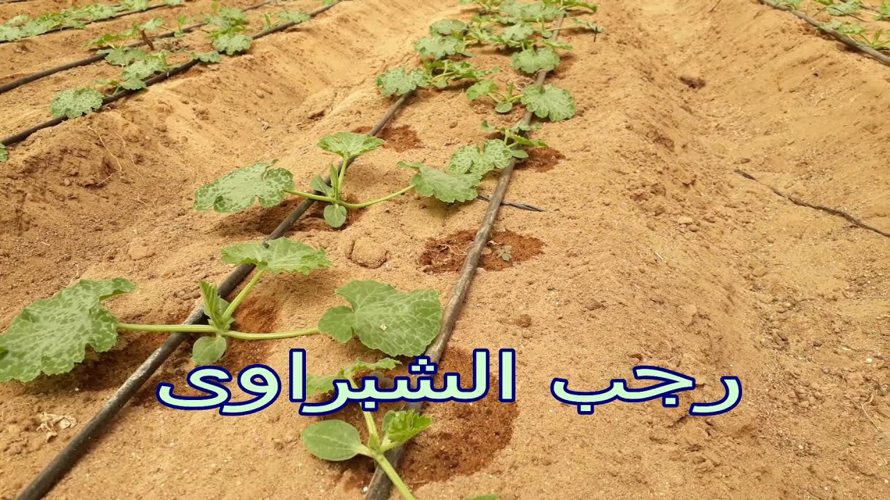 معاملات ما بعد الأنبات فى الكوسة المتسلقة .. فديو 2