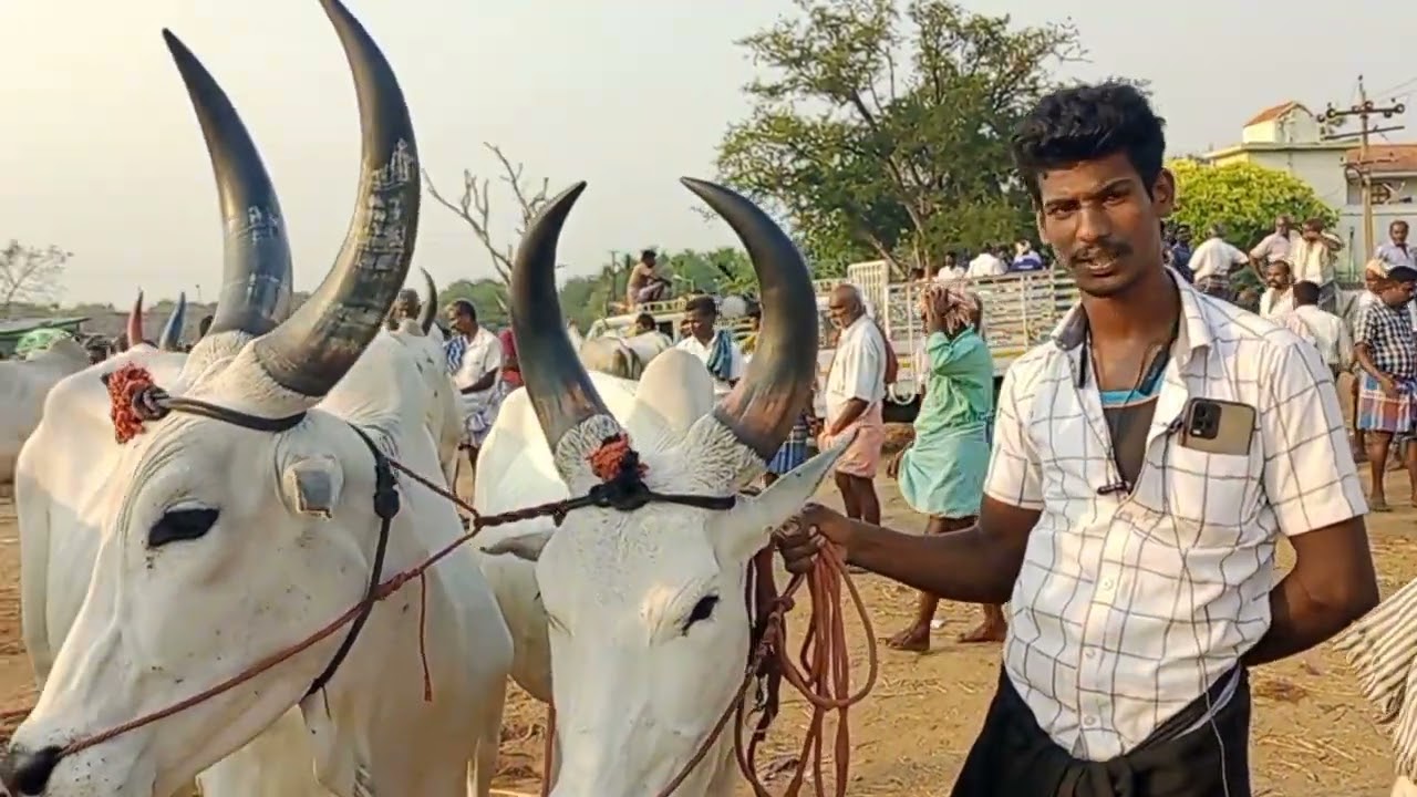 வண்டிமாடு,ஏறு மாடு, காளை மாடு கிடைக்கும்|மணப்பாறை மாட்டு சந்தை!